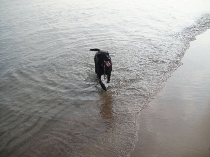 Gracie in Lake Michigan.jpg